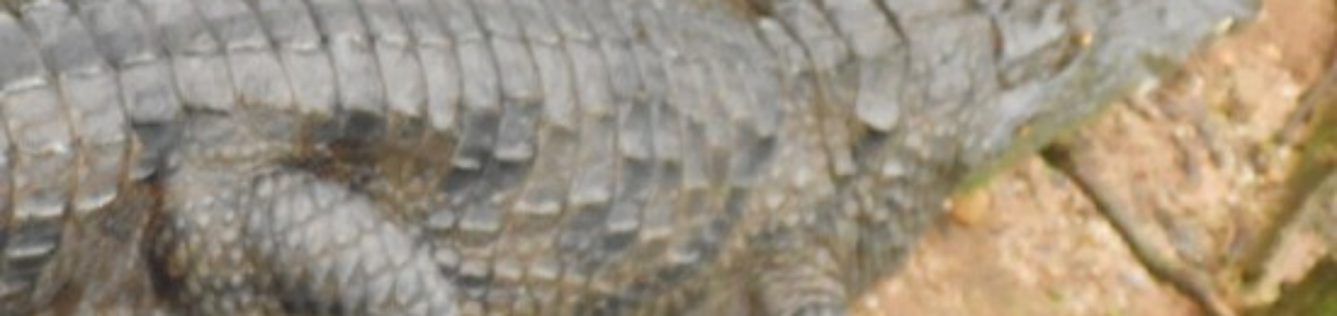 Crocodile at Nekede Zoo